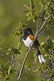 Image. Eastern Towhee