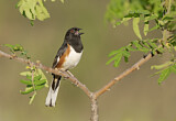 Image. Eastern Towhee