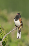 Image. Eastern Towhee