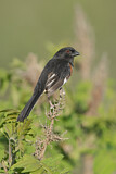 Image. Eastern Towhee