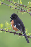 Image. Eastern Towhee