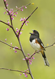 Image. Eastern Towhee