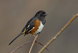 Image. Eastern Towhee
