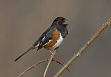 Image. Eastern Towhee