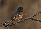 Image. Eastern Towhee