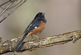 Image. Eastern Towhee