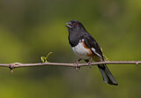 Image. Eastern Towhee