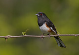 Image. Eastern Towhee