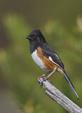 Image. Eastern Towhee
