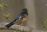 Image. Eastern Towhee
