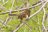 Image. Eastern Towhee