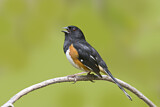Image. Eastern Towhee