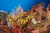 Image. Eastern Triangular Butterflyfish in Coral Reef