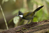 Image. Eastern Whipbird