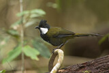 Image. Eastern Whipbird