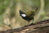 Image. Eastern Whipbird
