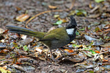 Image. Eastern Whipbird