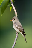 Image. Eastern Wood Pewee