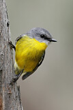 Image. Eastern Yellow Robin