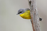 Image. Eastern Yellow Robin