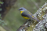 Image. Eastern Yellow Robin