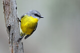 Image. Eastern Yellow Robin