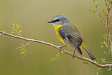 Image. Eastern Yellow Robin