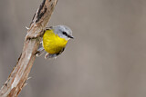Image. Eastern Yellow Robin