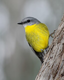 Image. Eastern Yellow Robin
