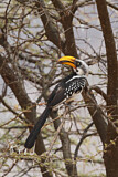 Image. Eastern Yellow-billed Hornbill