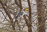 Image. Eastern Yellow-billed Hornbill