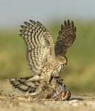 Image. Eckschwanzsperber