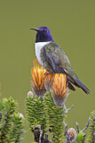 Image. Ecuador-Andenkolibri