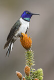 Image. Ecuador-Andenkolibri