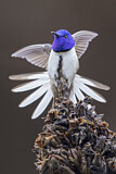 Image. Ecuador-Andenkolibri