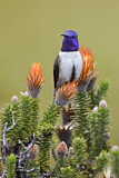 Image. Ecuador-Andenkolibri