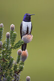 Image. Ecuador-Andenkolibri