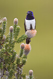 Image. Ecuador-Andenkolibri