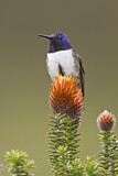 Image. Ecuador-Andenkolibri