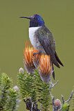 Image. Ecuador-Andenkolibri