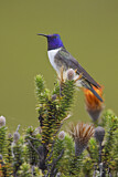 Image. Ecuador-Andenkolibri