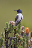 Image. Ecuador-Andenkolibri