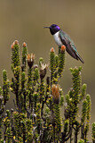 Image. Ecuador-Andenkolibri