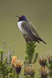 Image. Ecuador-Andenkolibri