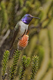 Image. Ecuador-Andenkolibri