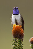Image. Ecuador-Andenkolibri