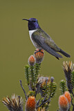 Image. Ecuador-Andenkolibri