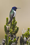 Image. Ecuador-Andenkolibri