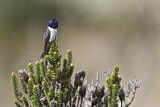 Image. Ecuador-Andenkolibri