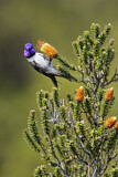 Image. Ecuador-Andenkolibri